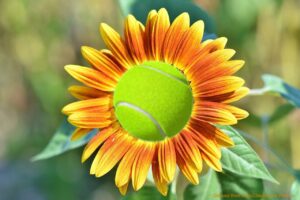 Tennis Sunflower