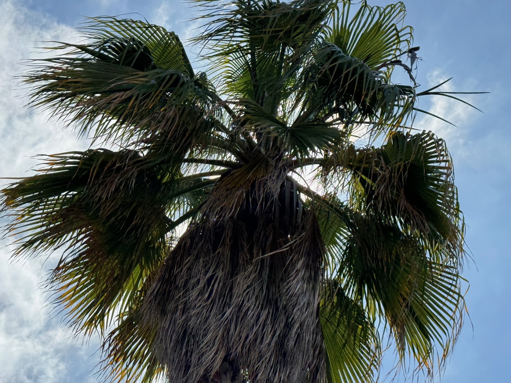 Palm Tree at Barnes Tennis Center