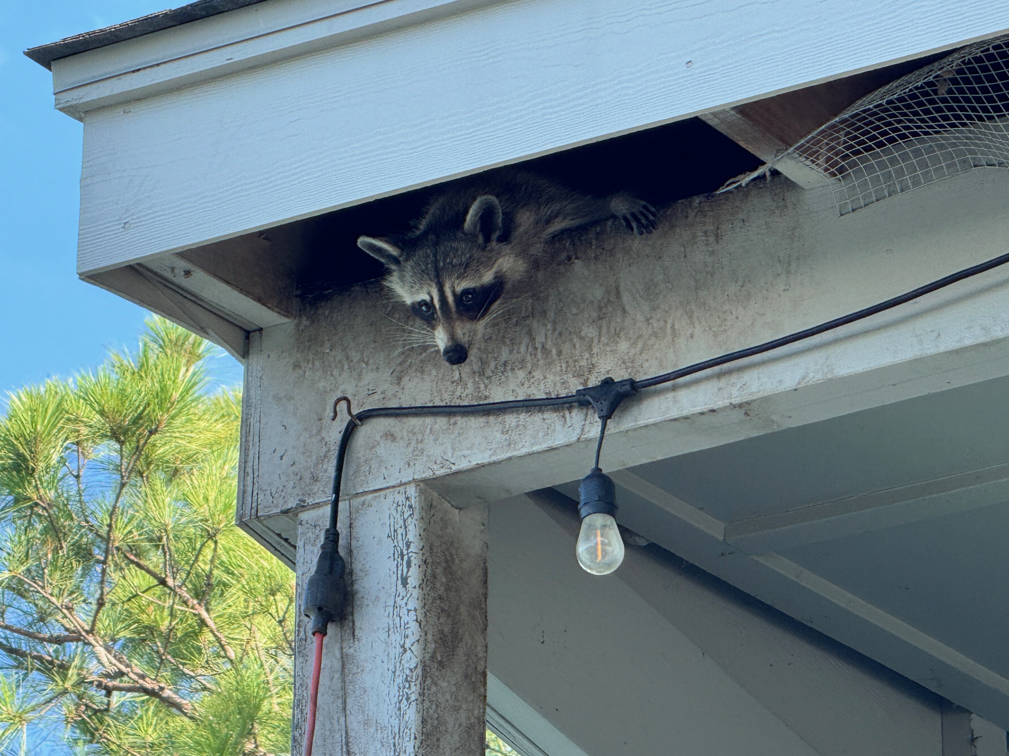 Raccoon at Lost Forest Tennis Club