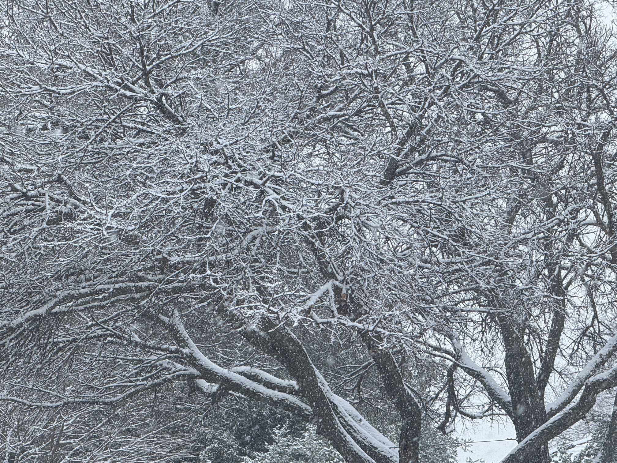 Snow Covered Tree in Wichita Falls