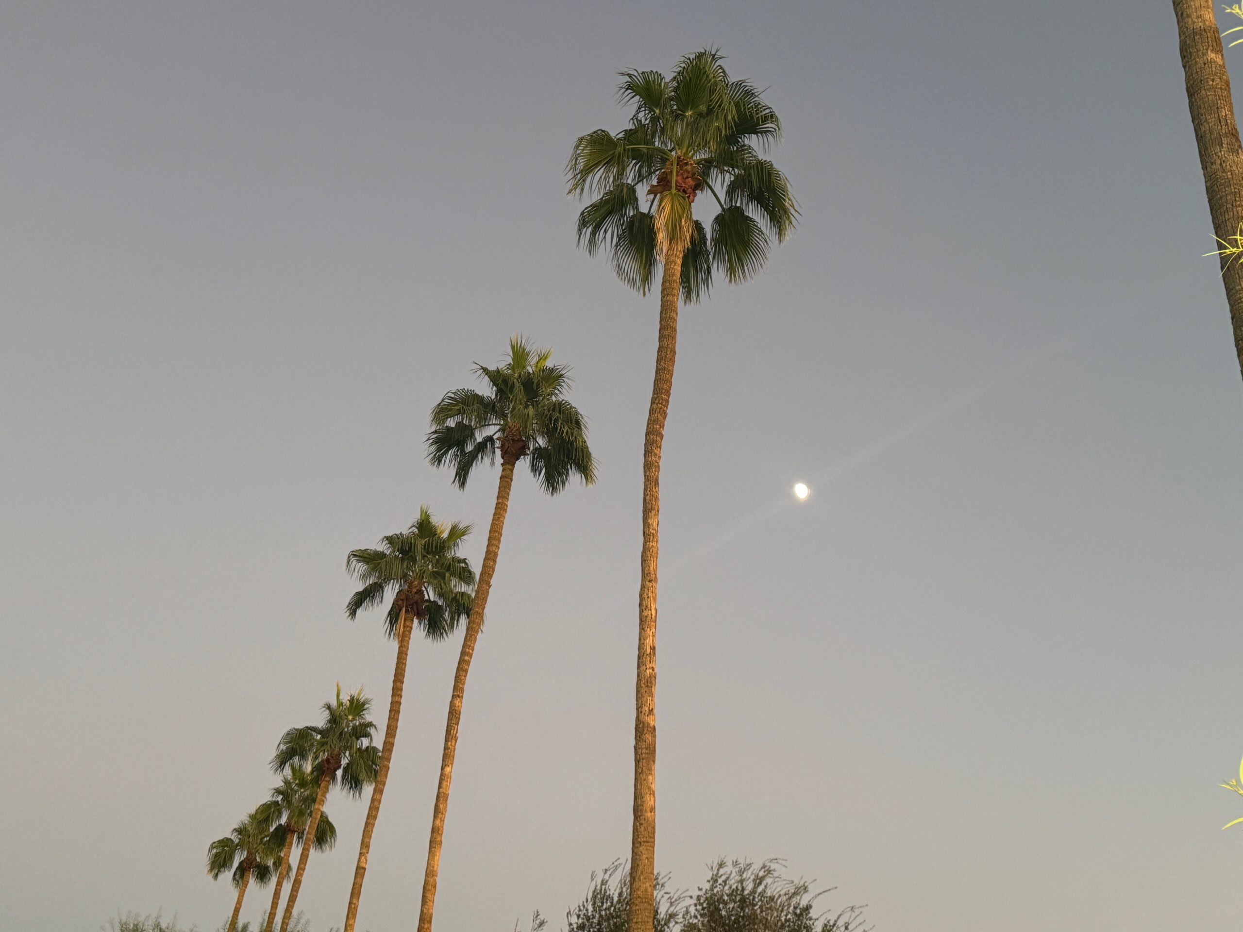 Palm Trees and the Moon Over Scottsdale Ranch Park