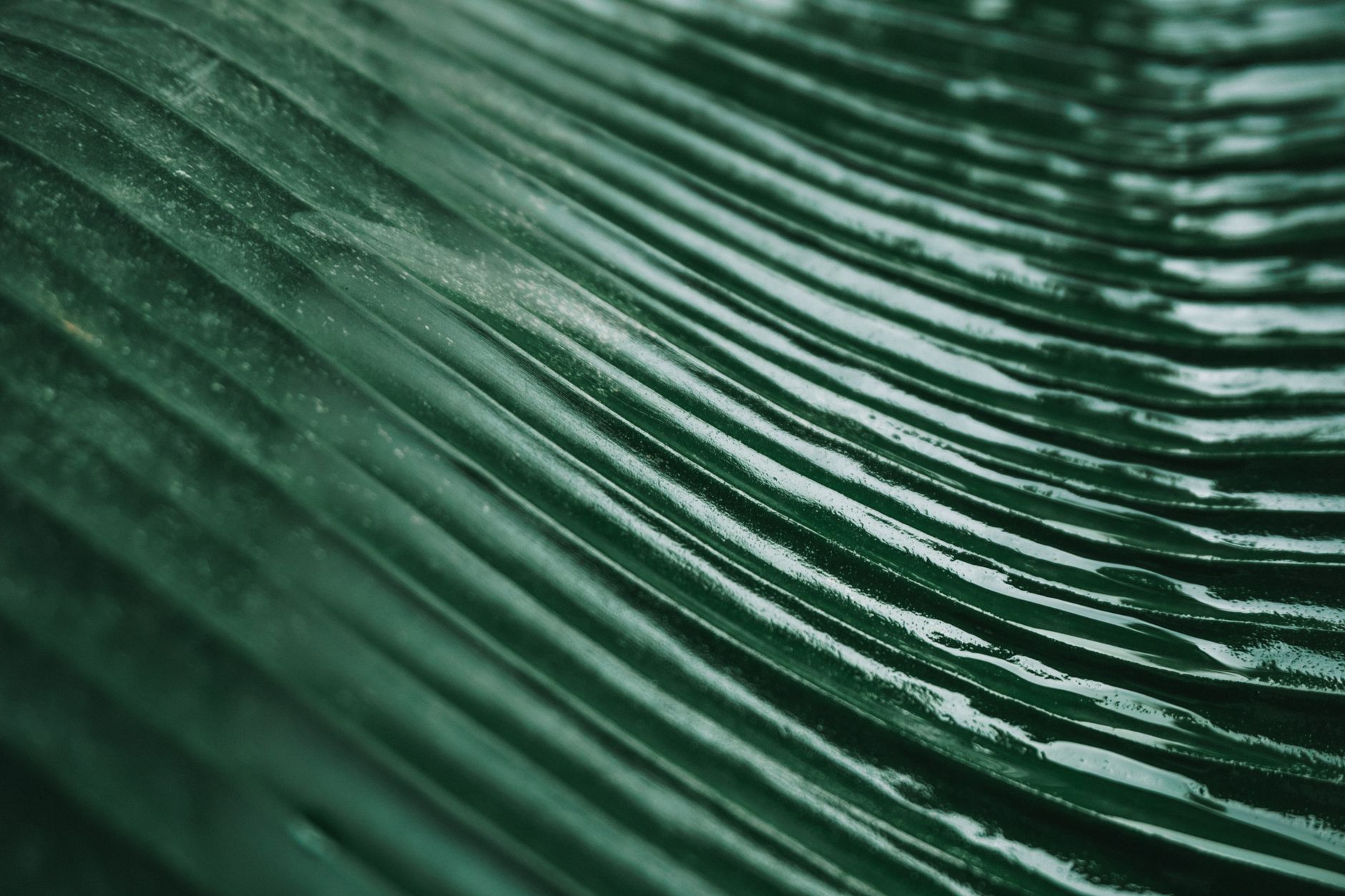 extreme close up photo of green leaf